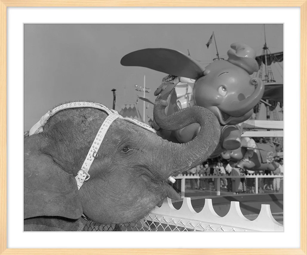 "Elephant & Dumbo" from Disney Photo Archives - Image 10