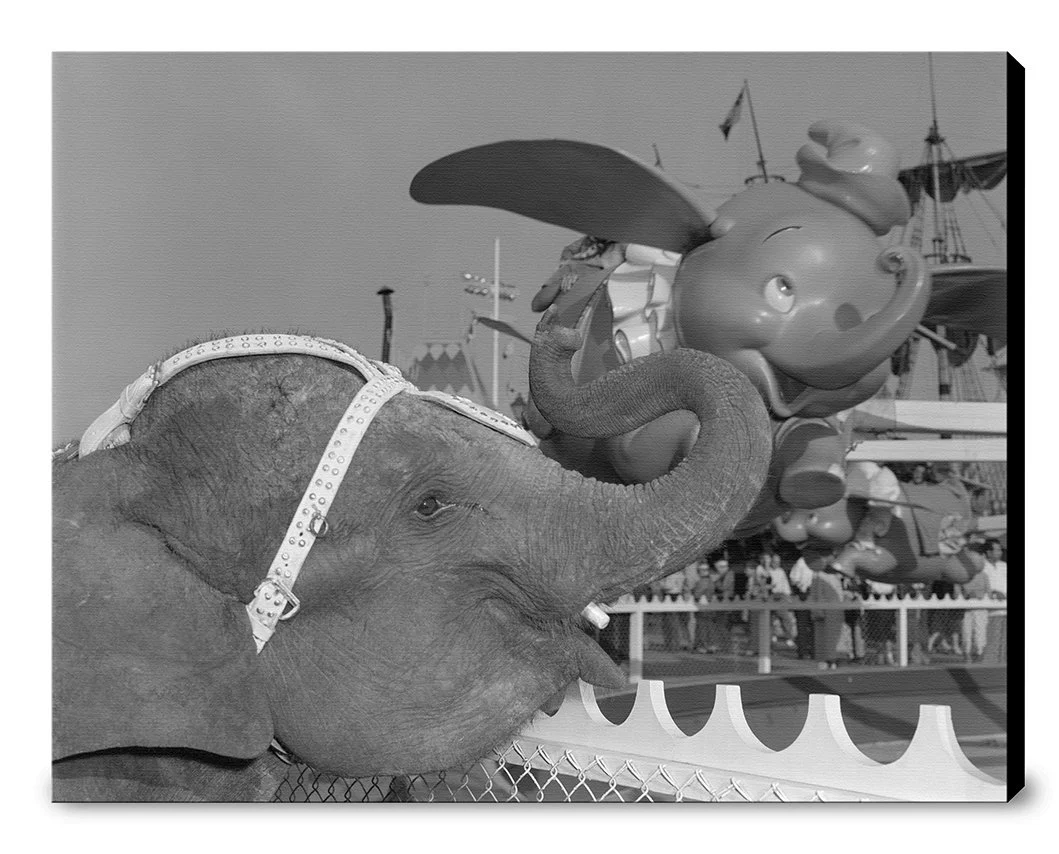 "Elephant & Dumbo" from Disney Photo Archives - Image 11