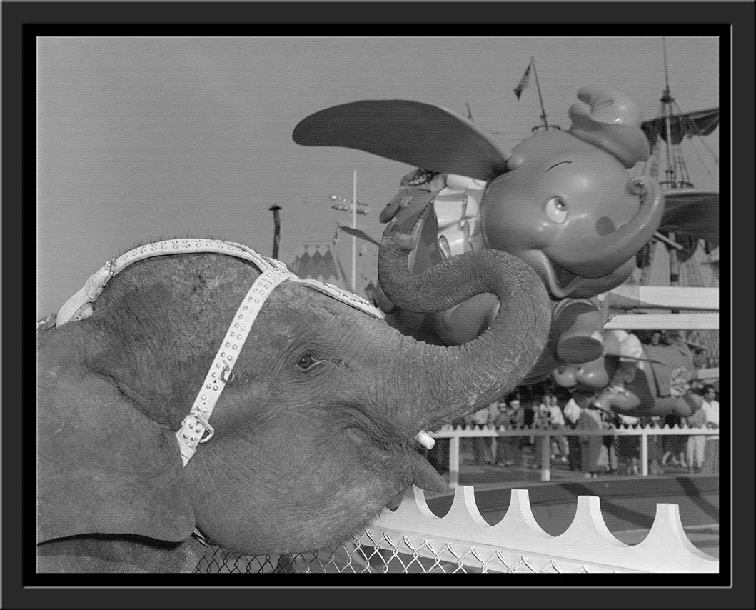 "Elephant & Dumbo" from Disney Photo Archives - Image 12