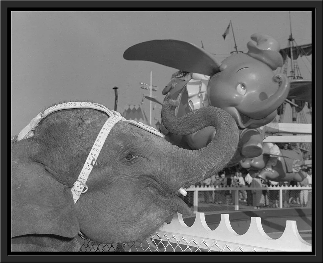 "Elephant & Dumbo" from Disney Photo Archives - Image 14
