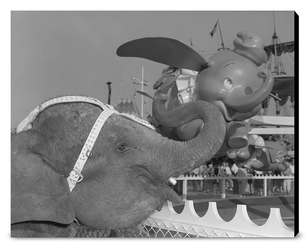 "Elephant & Dumbo" from Disney Photo Archives - Image 15