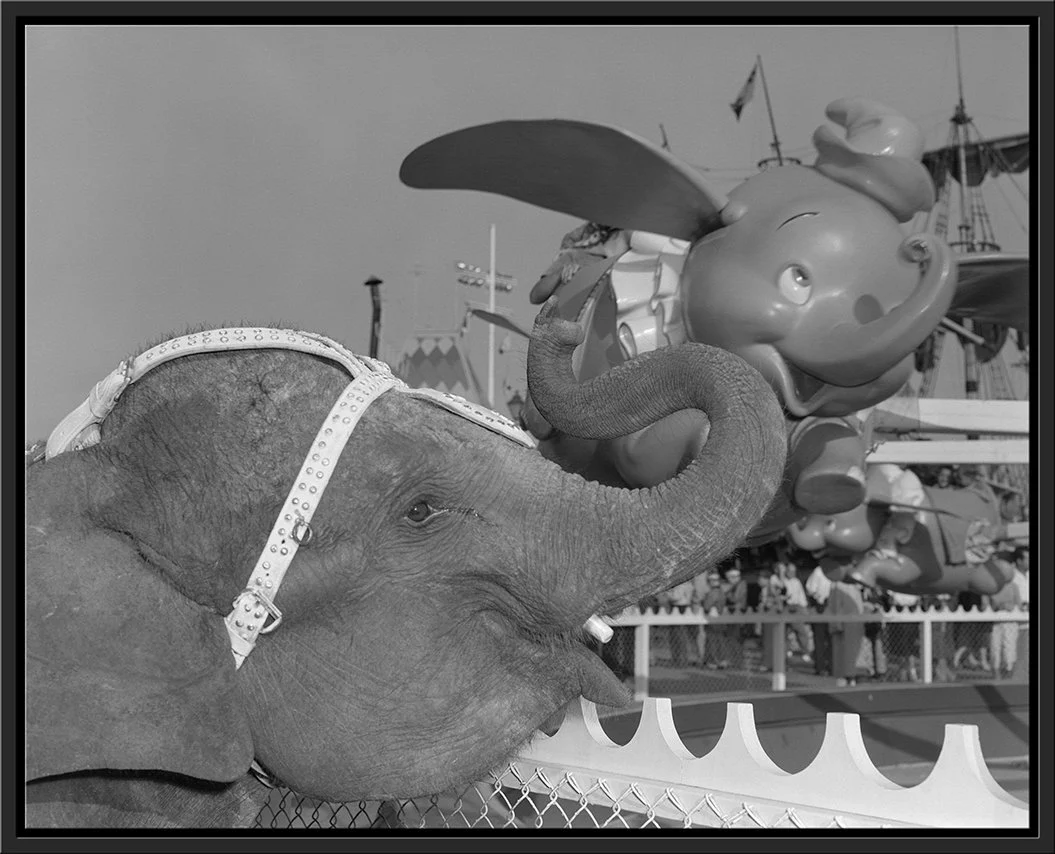 "Elephant & Dumbo" from Disney Photo Archives - Image 16