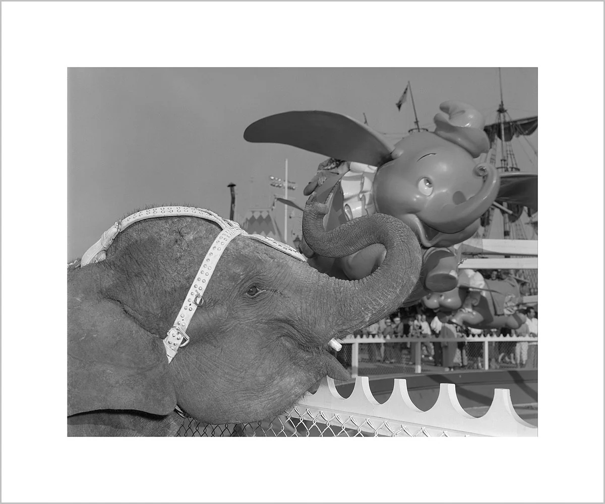 "Elephant & Dumbo" from Disney Photo Archives - Image 3