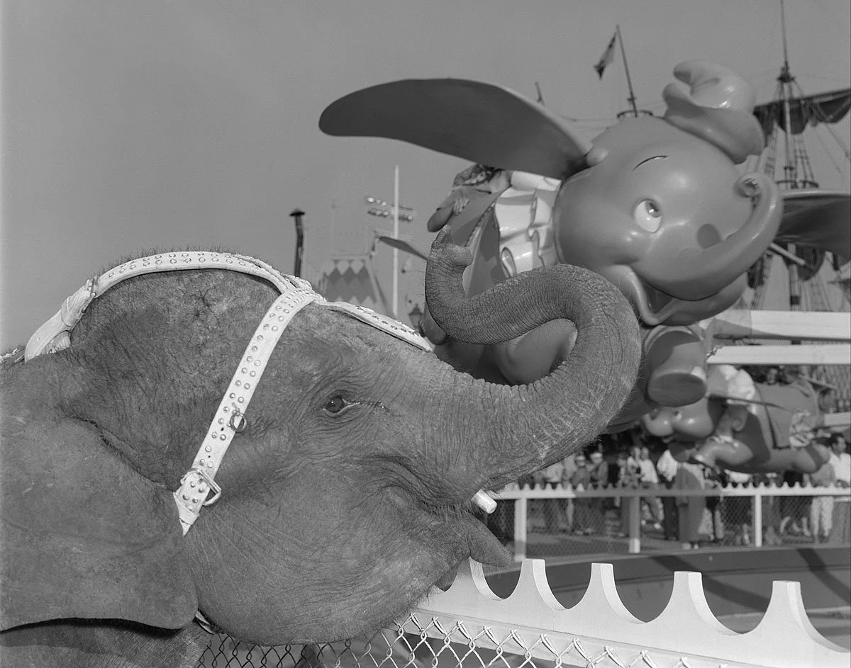 "Elephant & Dumbo" from Disney Photo Archives - Image 4
