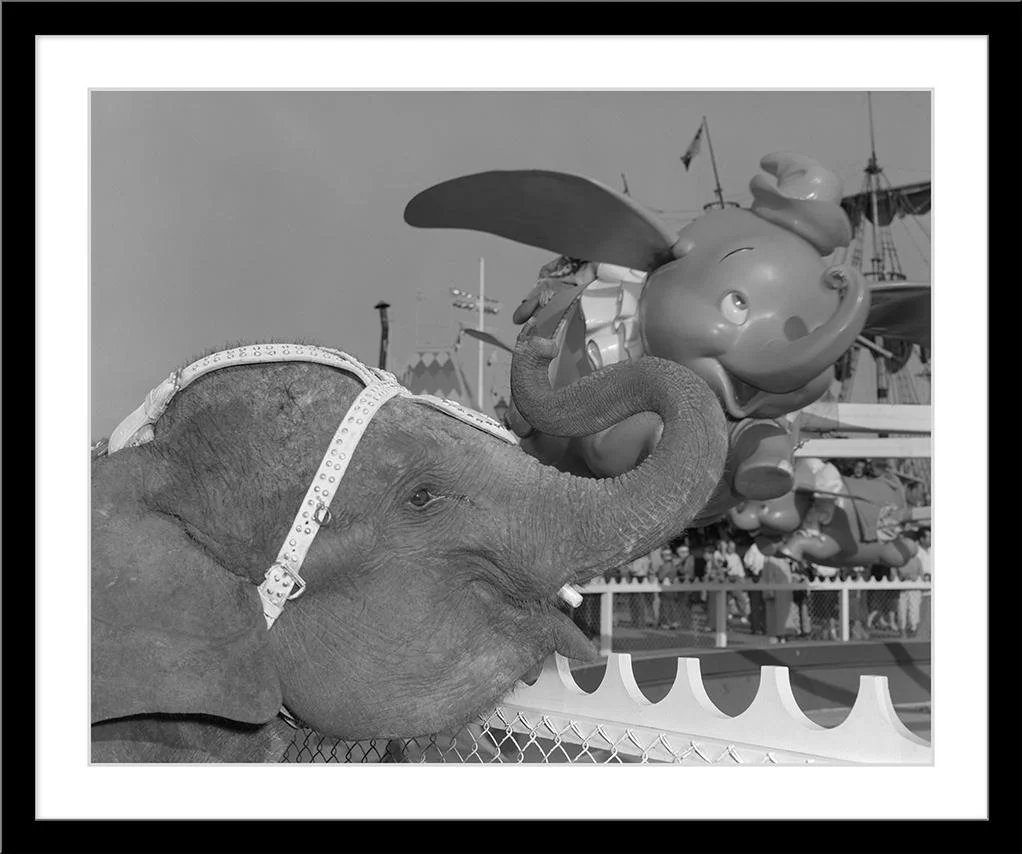 "Elephant & Dumbo" from Disney Photo Archives - Image 7