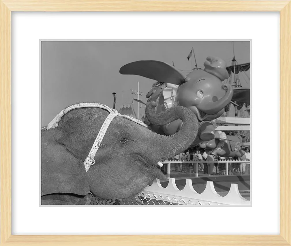 "Elephant & Dumbo" from Disney Photo Archives - Image 8