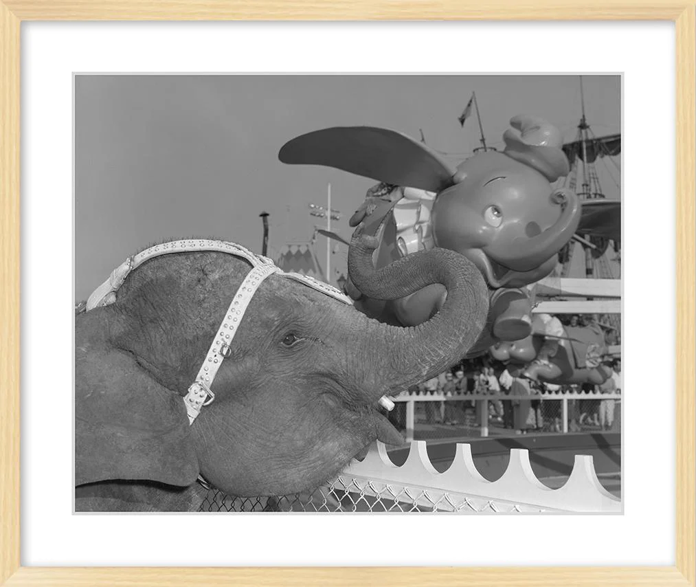 "Elephant & Dumbo" from Disney Photo Archives - Image 9