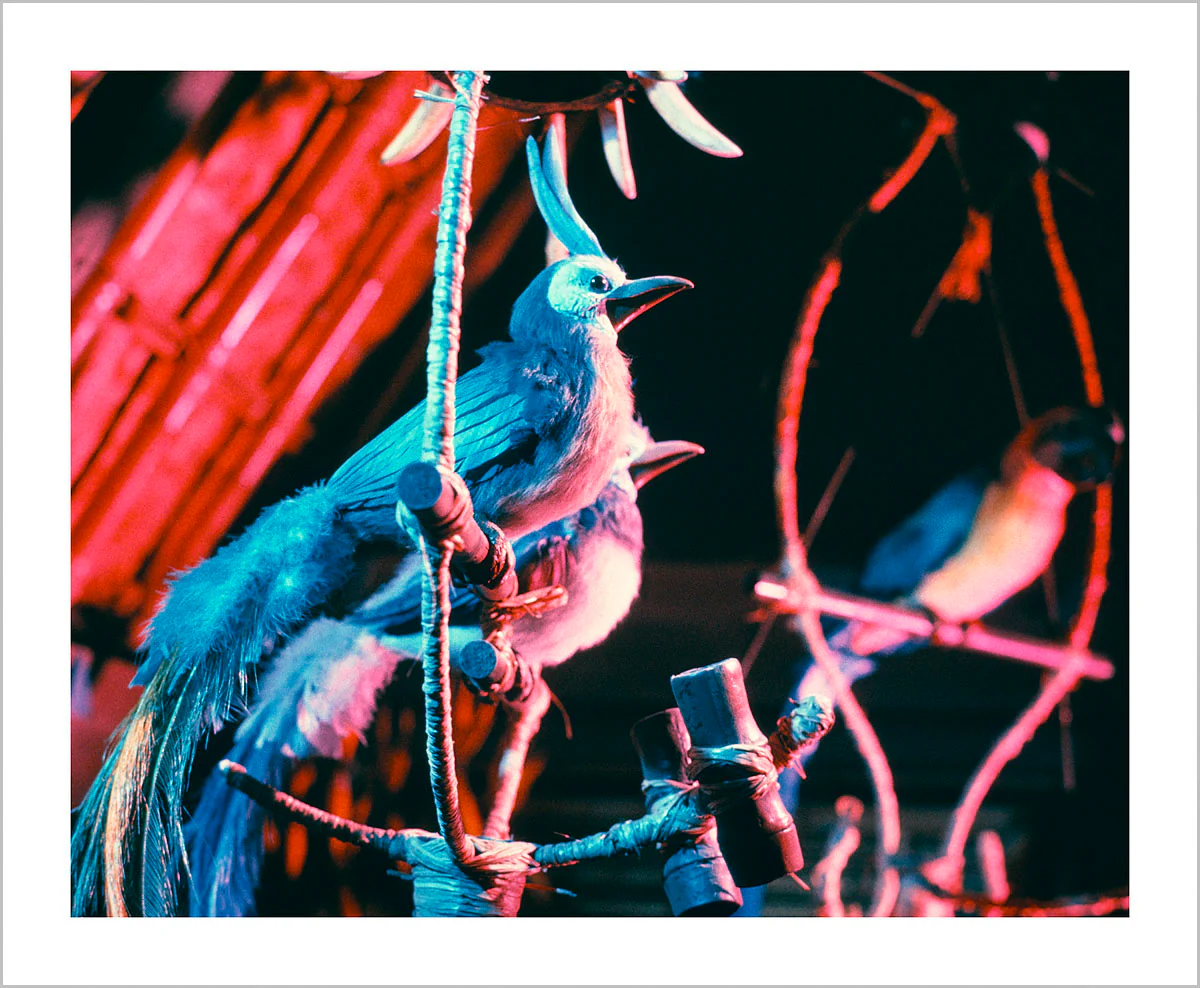 "Walt Disney's Enchanted Tiki Room Birds" from Disney Photo Archives