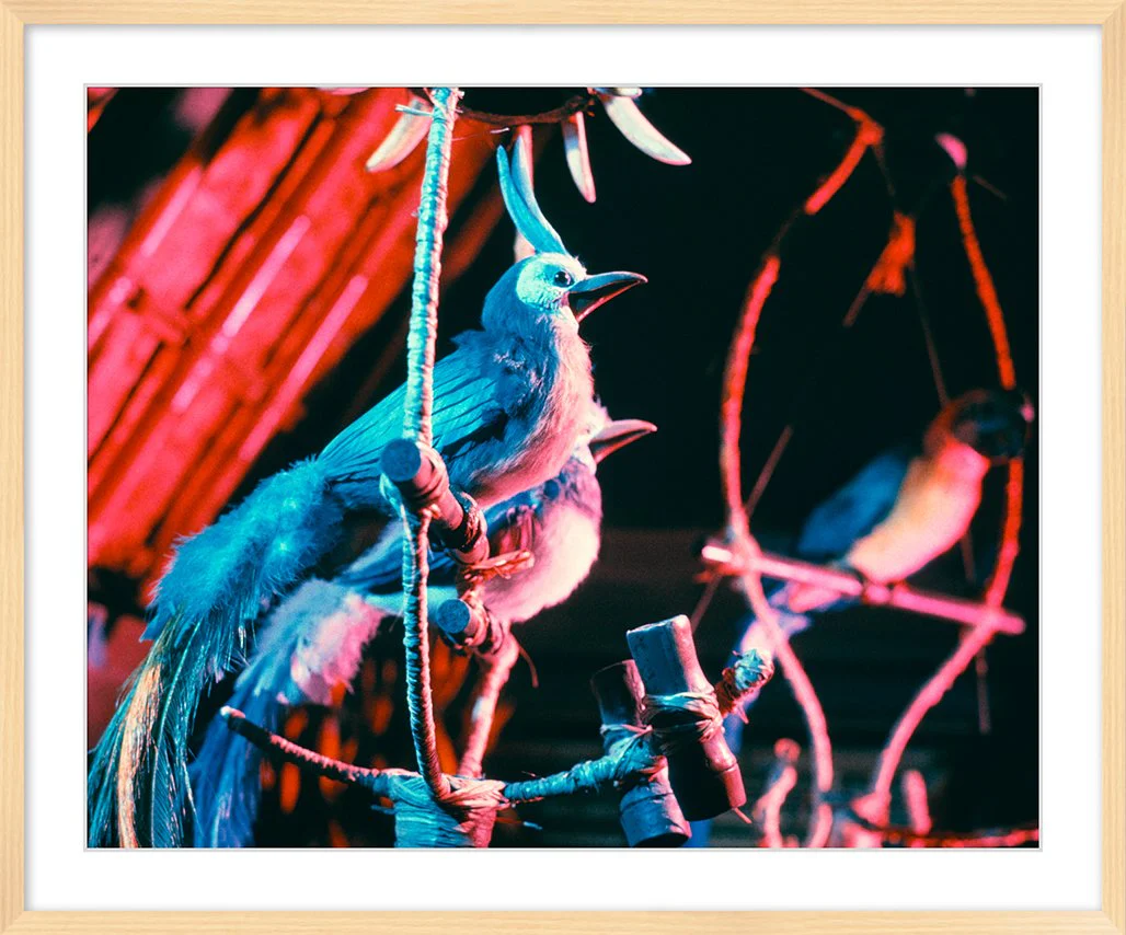 "Walt Disney's Enchanted Tiki Room Birds" from Disney Photo Archives - Image 10