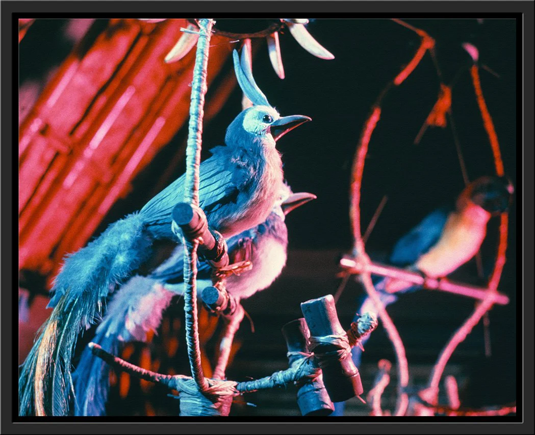 "Walt Disney's Enchanted Tiki Room Birds" from Disney Photo Archives - Image 14