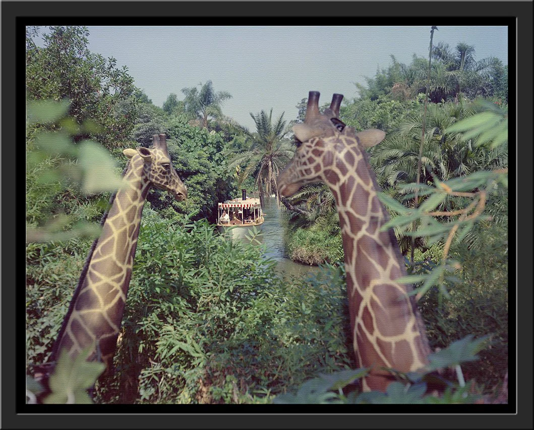 "Giraffes in the Jungle Cruise" from Disney Photo Archives - Image 12