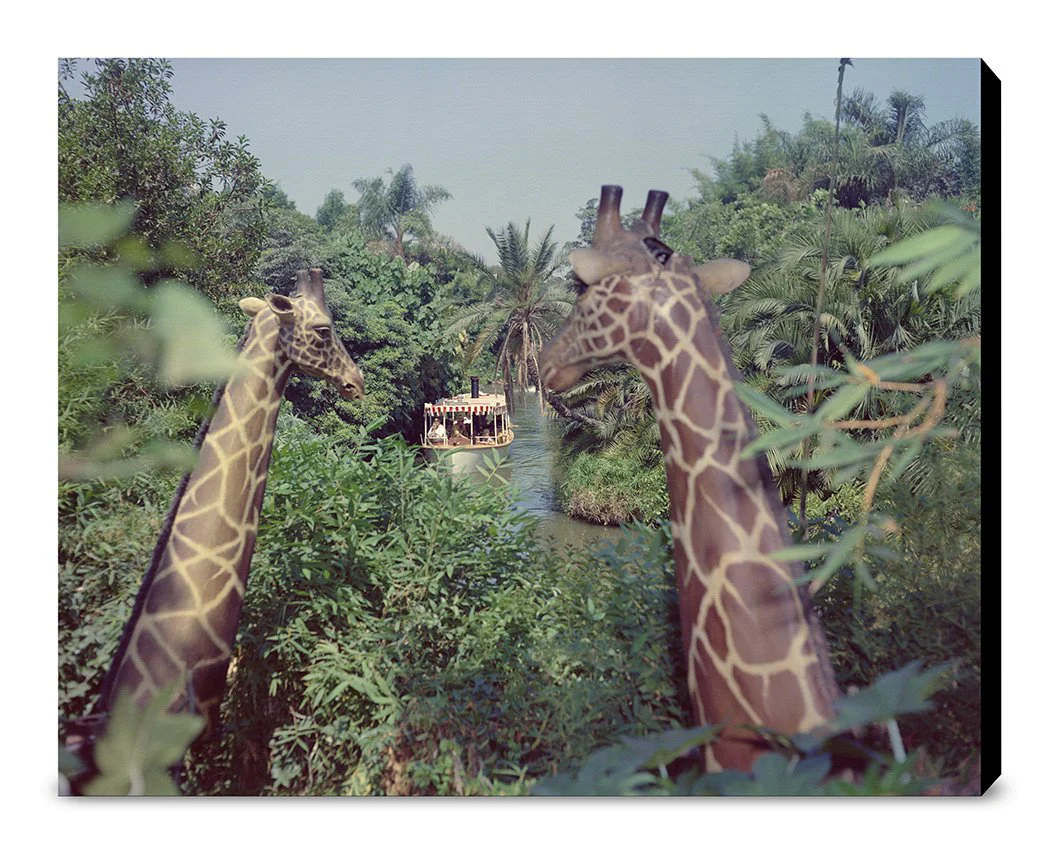 "Giraffes in the Jungle Cruise" from Disney Photo Archives - Image 13