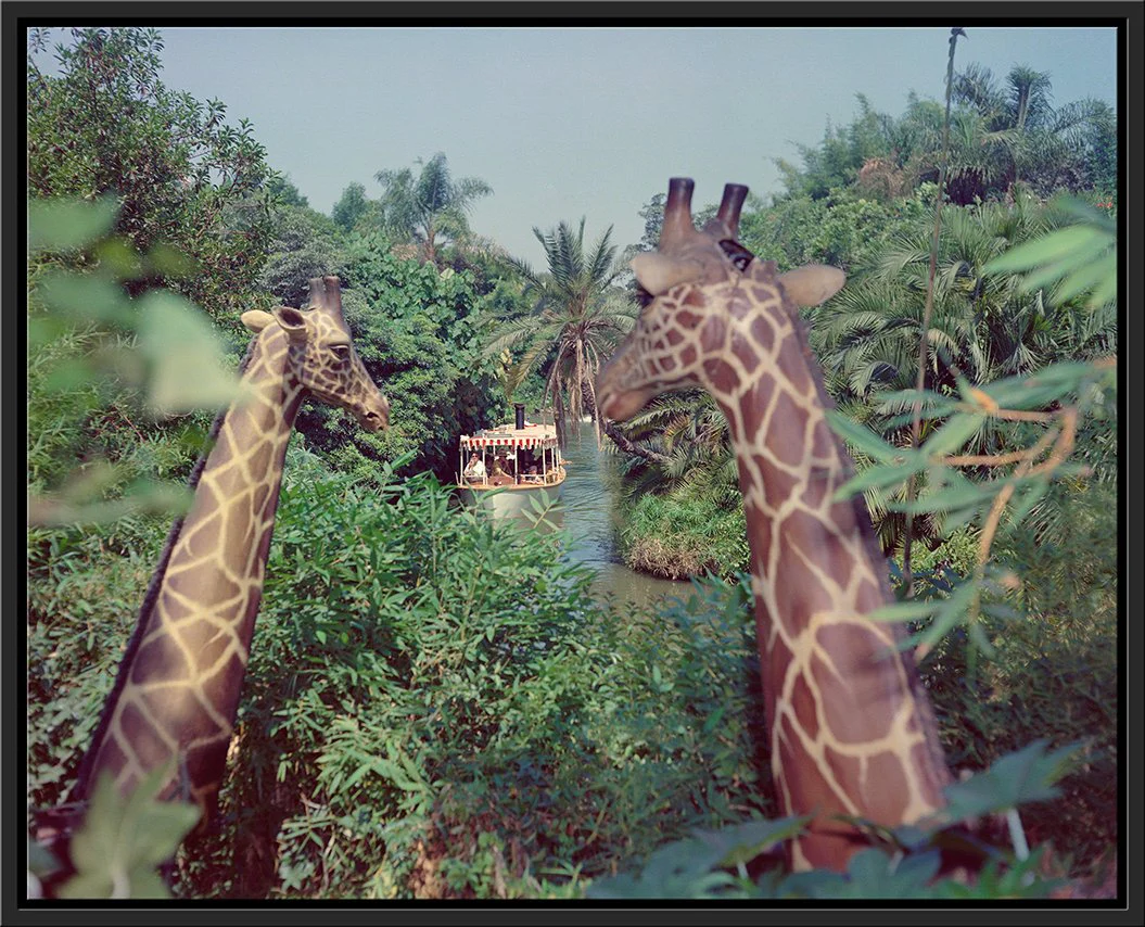 "Giraffes in the Jungle Cruise" from Disney Photo Archives - Image 16