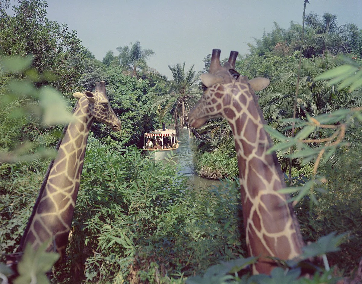 "Giraffes in the Jungle Cruise" from Disney Photo Archives - Image 4