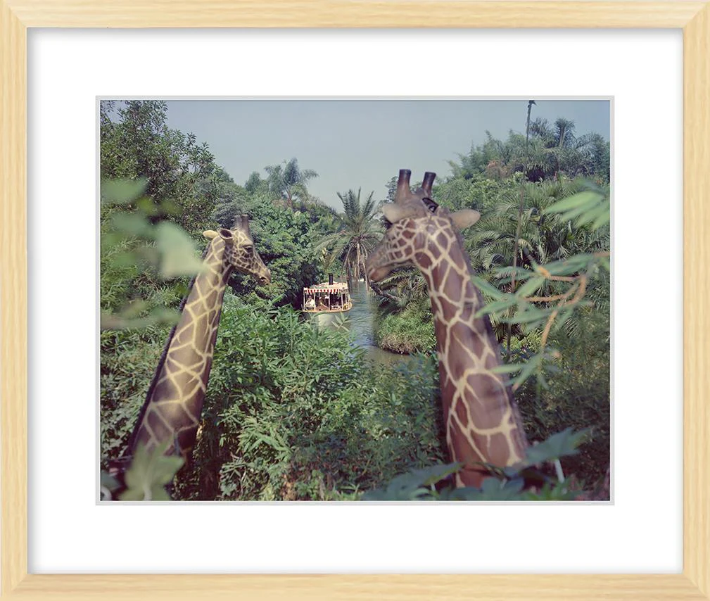 "Giraffes in the Jungle Cruise" from Disney Photo Archives - Image 8