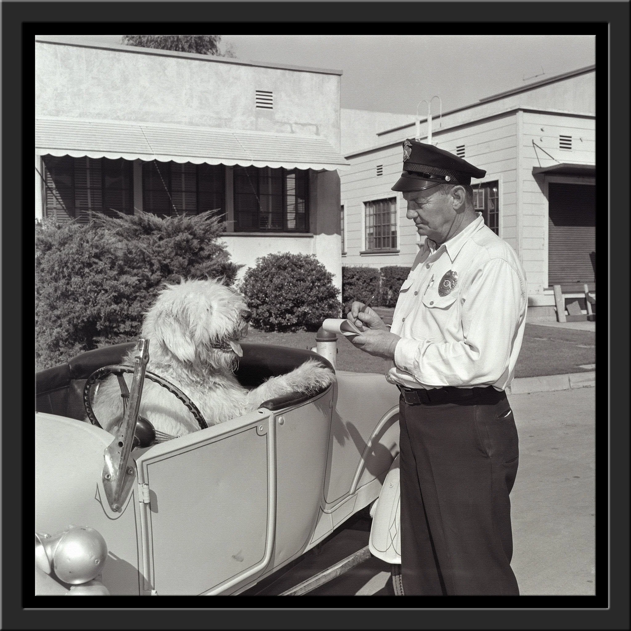 "The Shaggy Dog Speeding Ticket" from Disney Photo Archives - Image 14