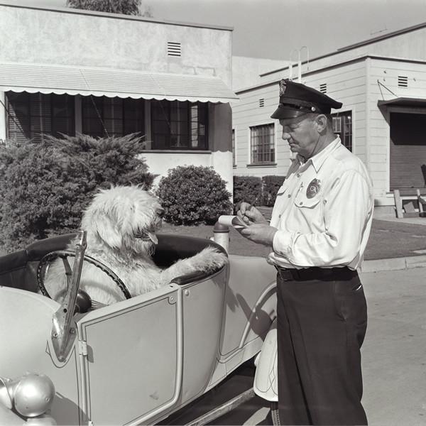 "The Shaggy Dog Speeding Ticket" from Disney Photo Archives - Image 4