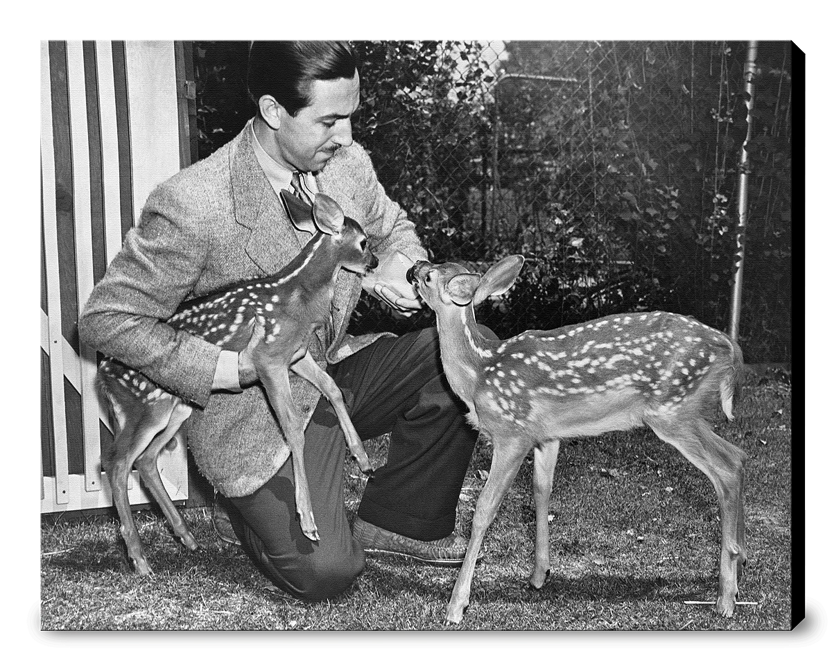 "Walt & Deer" from Disney Photo Archives - Image 12