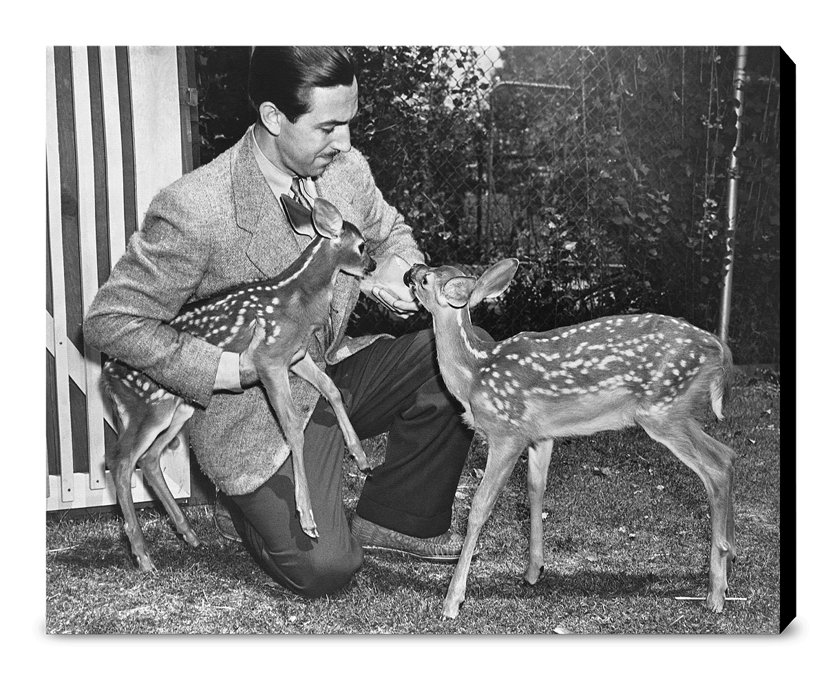 "Walt & Deer" from Disney Photo Archives - Image 13