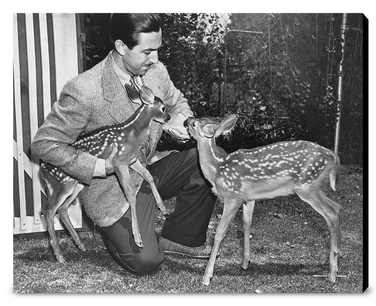 "Walt & Deer" from Disney Photo Archives - Image 14