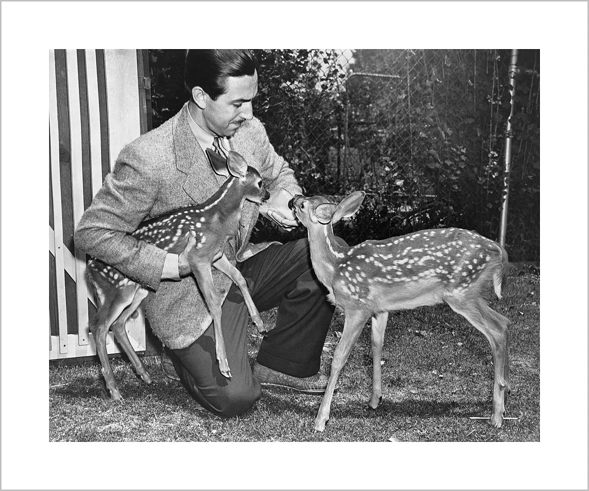 "Walt & Deer" from Disney Photo Archives - Image 2