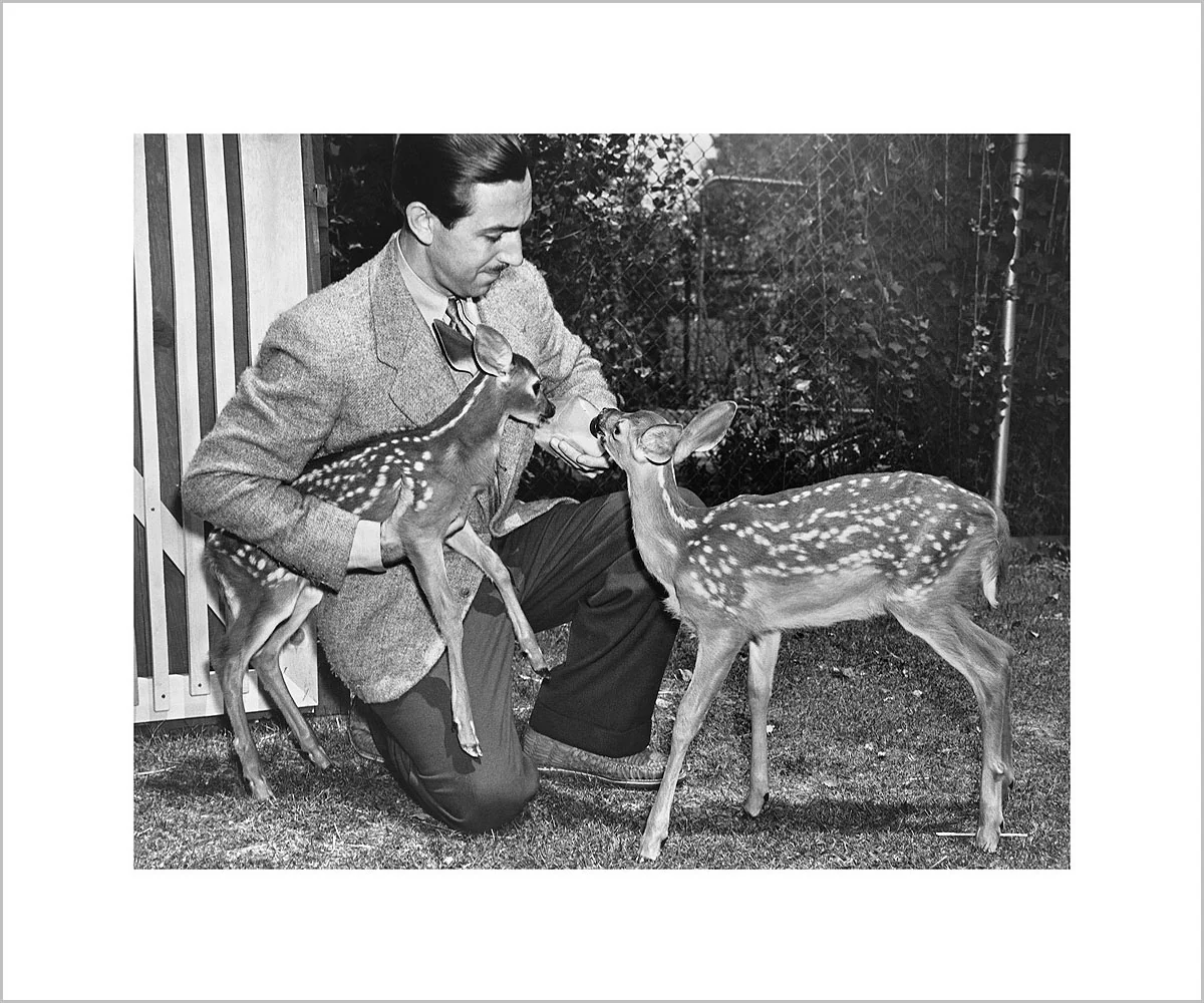 "Walt & Deer" from Disney Photo Archives - Image 3