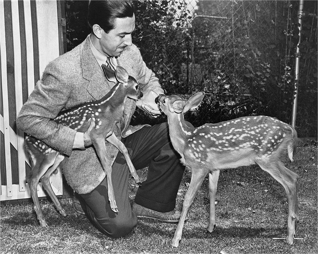 "Walt & Deer" from Disney Photo Archives - Image 4