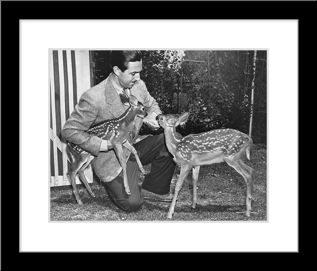 "Walt & Deer" from Disney Photo Archives - Image 5