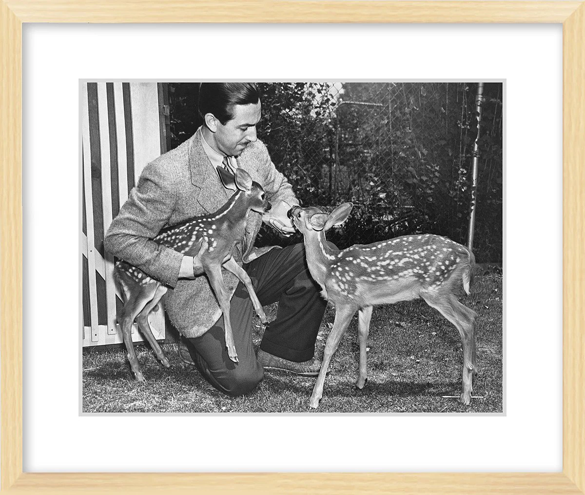 "Walt & Deer" from Disney Photo Archives - Image 8