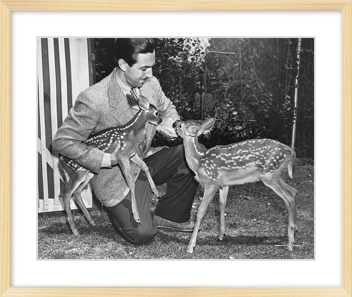 "Walt & Deer" from Disney Photo Archives - Image 9
